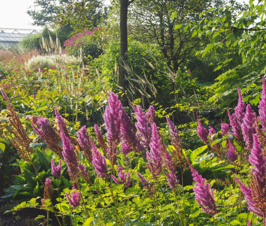 Astilbe chinensis var. taquetii &#039;Purpurlanze&#039;