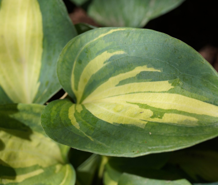 Hosta Hybride ‘Dream Weaver’