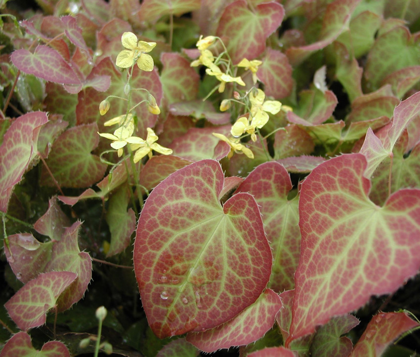 Epimedium x perralchicum ‘Frohnleiten’