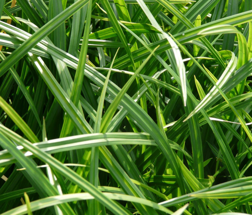 Carex morrowii ssp. foliosissima ‘Irish Green’