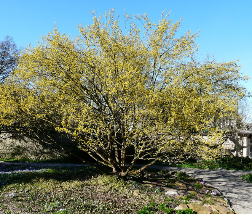 Cornus mas – Habitus