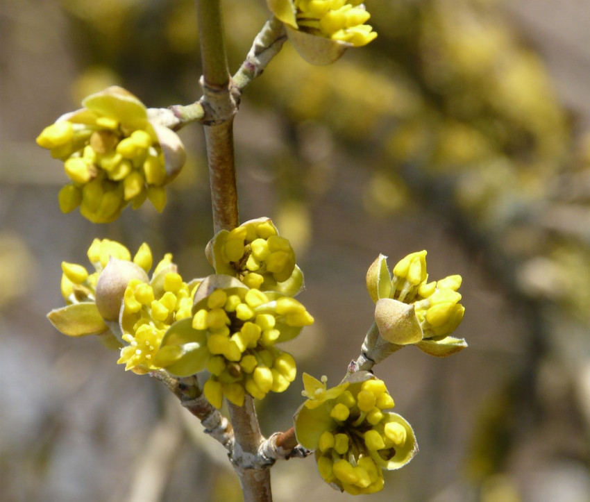 Cornus mas – Blütendetail