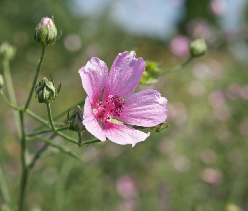 Althaea cannabina 