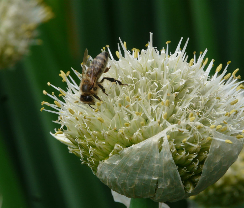 Allium fistulosum