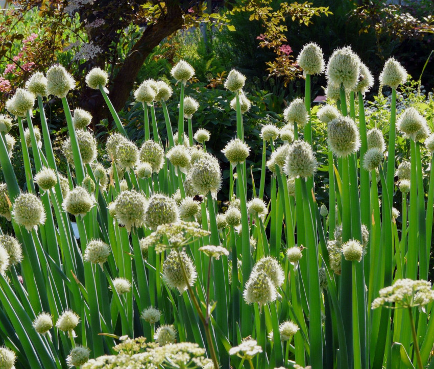 Allium fistulosum