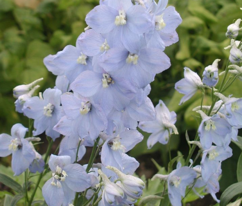 Delphinium Elatum-Hybride ‘Merlin’