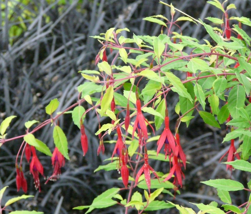 Fuchsia magellanica var. gracilis 'Aurea'