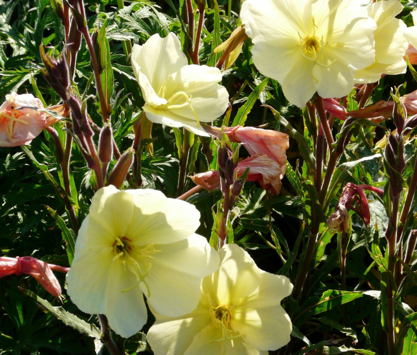 Oenothera odorata 'Sulphurea'