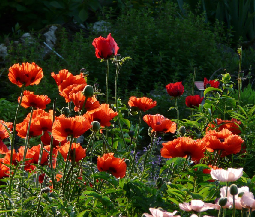 Papaver orientale 'Beauty of Livermere'