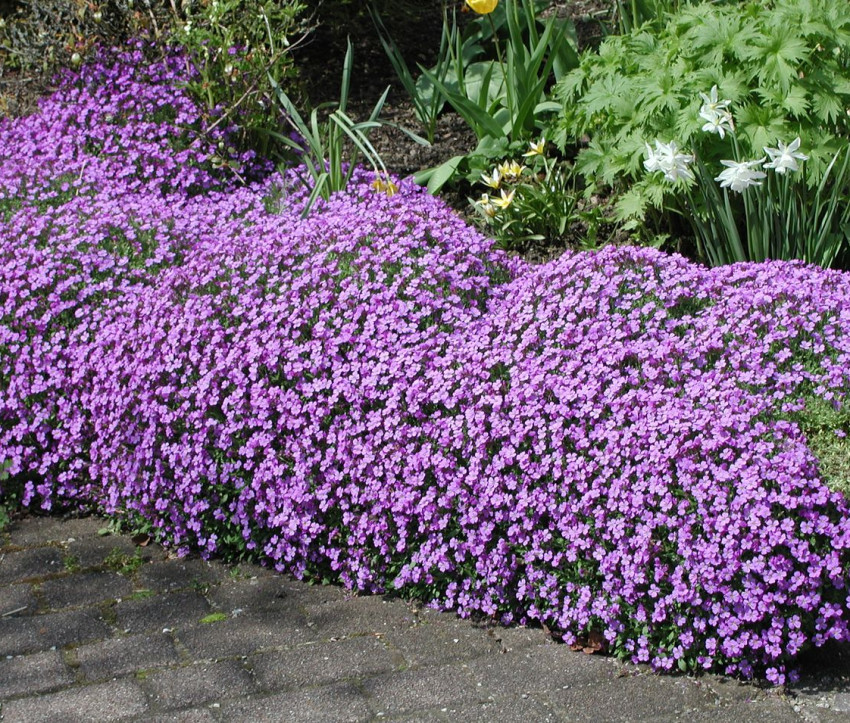 Aubrieta Hybride 'Schloß Eckberg'