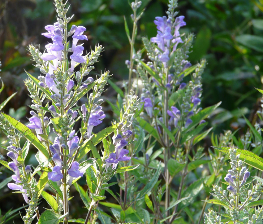 Scutellaria incana