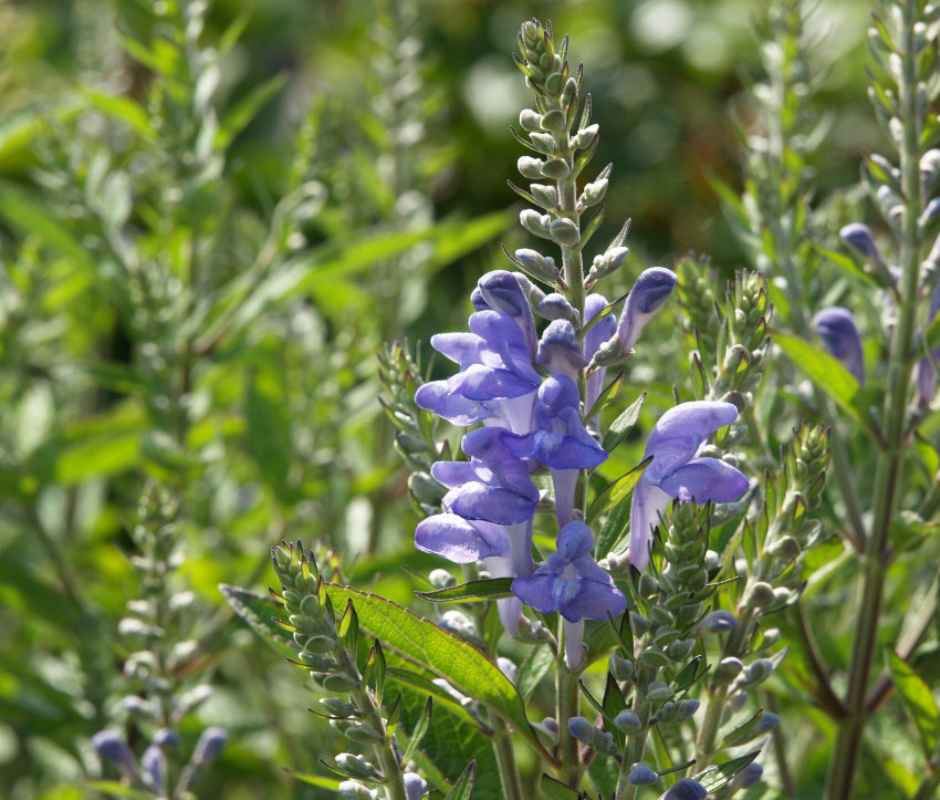 Scutellaria incana