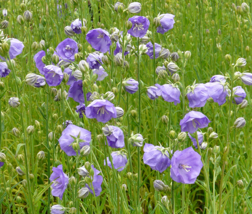 Campanula persicifolia