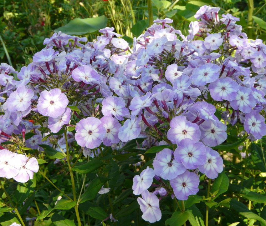 Unbekannter Phlox