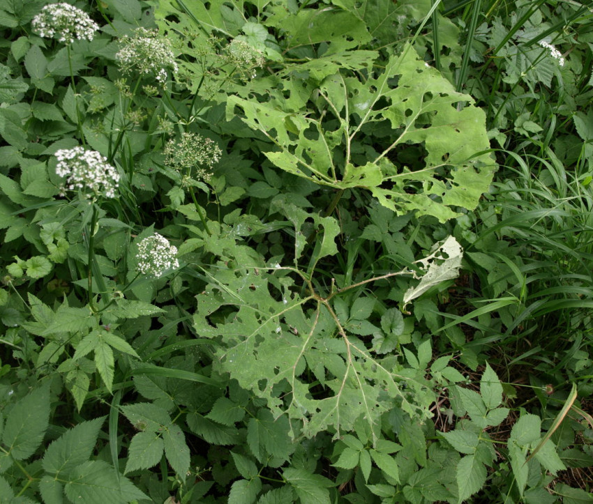 Aegopodium podagraria