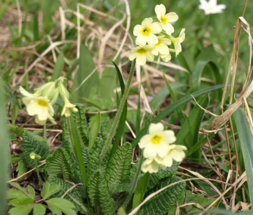 Primula eliator