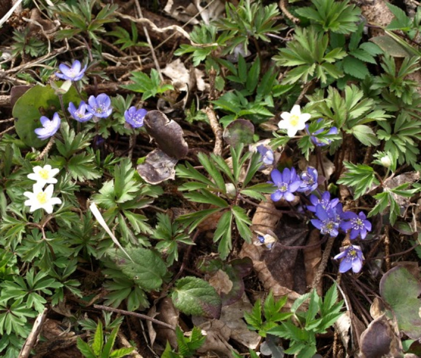 Anemone nemorosa mit Hepatica nobilis