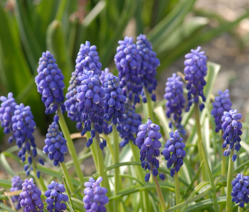 Muscari armeniacum 'Blue Pearl'