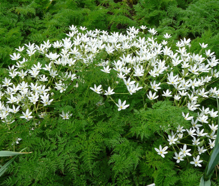 Ornithogalum umbellatum