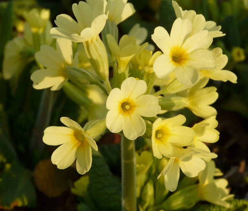 Primula elatior