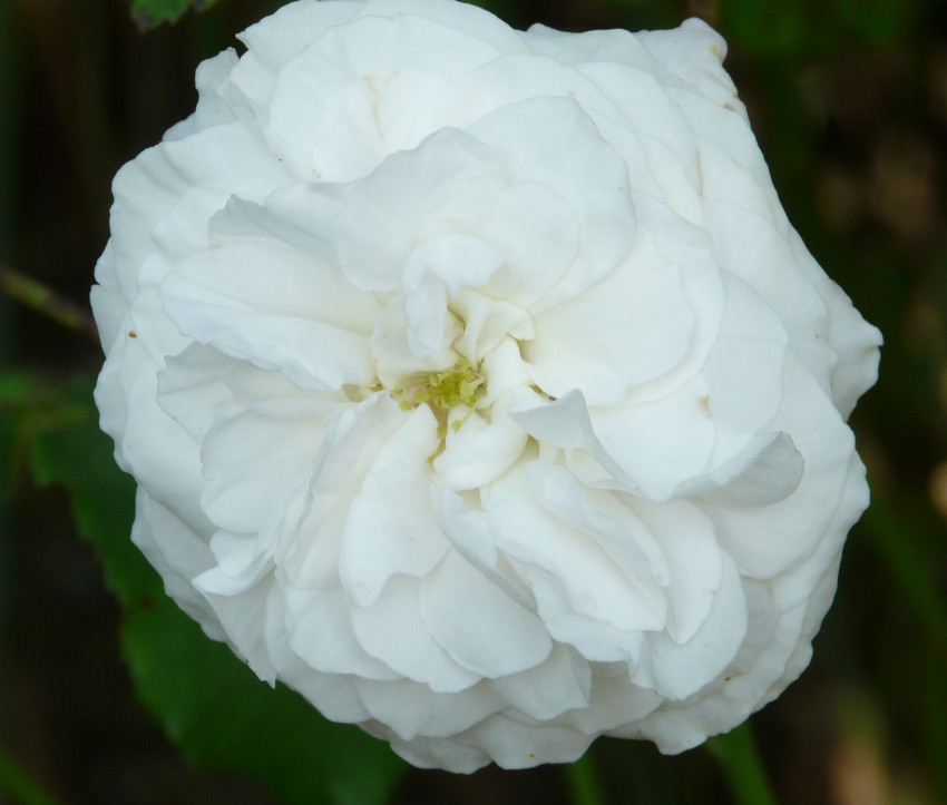 Rosa 'Boule de Neige'