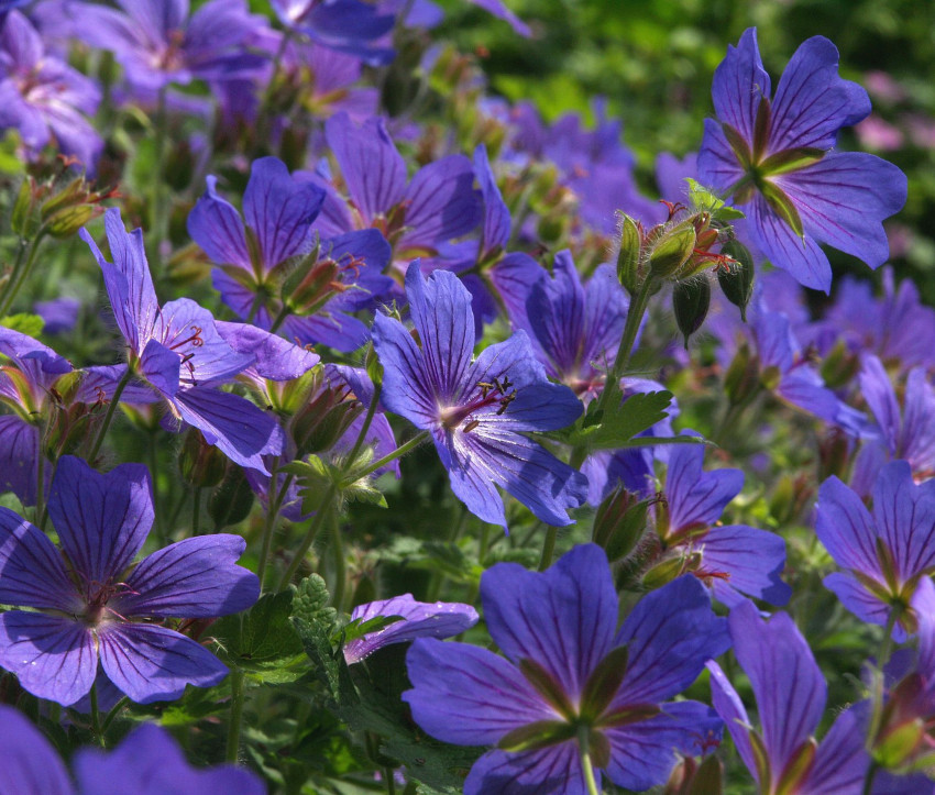 Geranium x magnificum ‘Rosemoor’