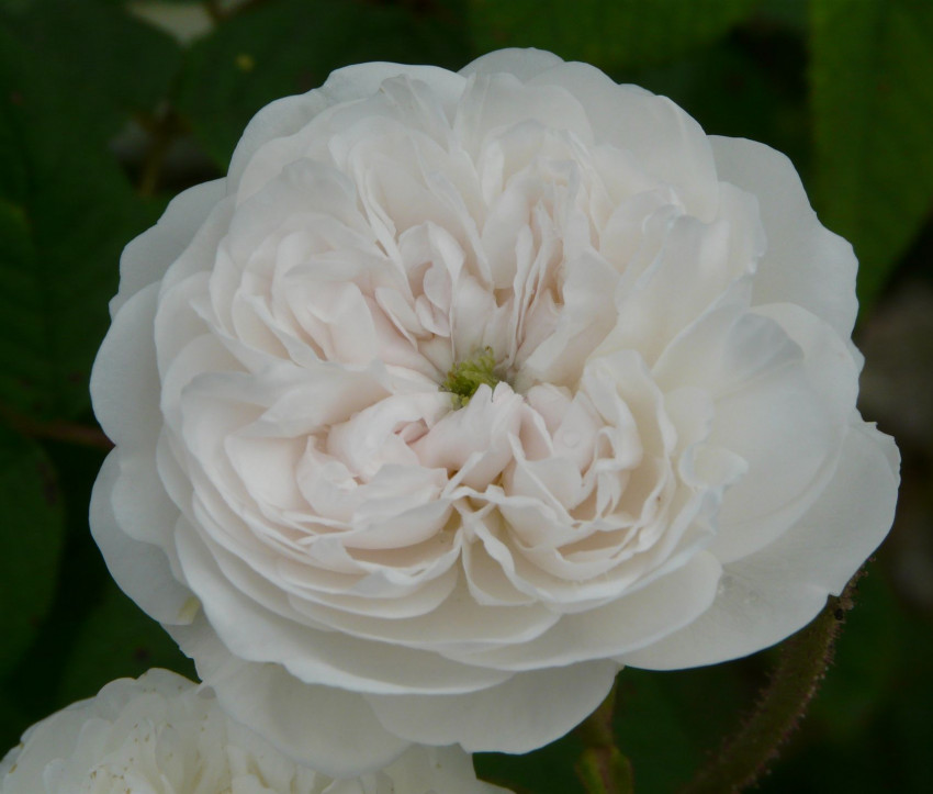 Rosa 'Madame Hardy'