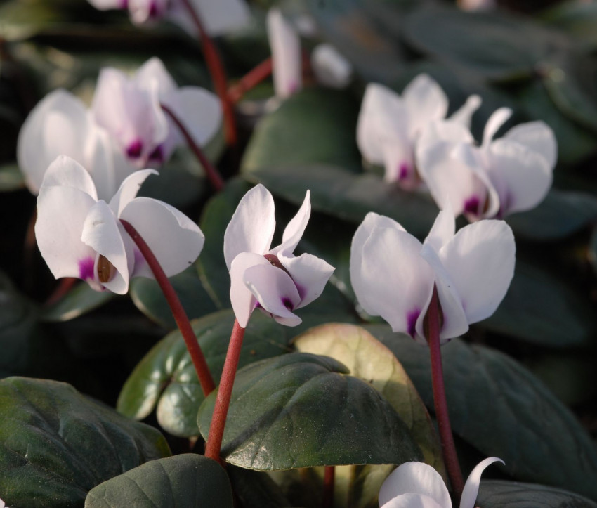 Cyclamen coum ‘Album’