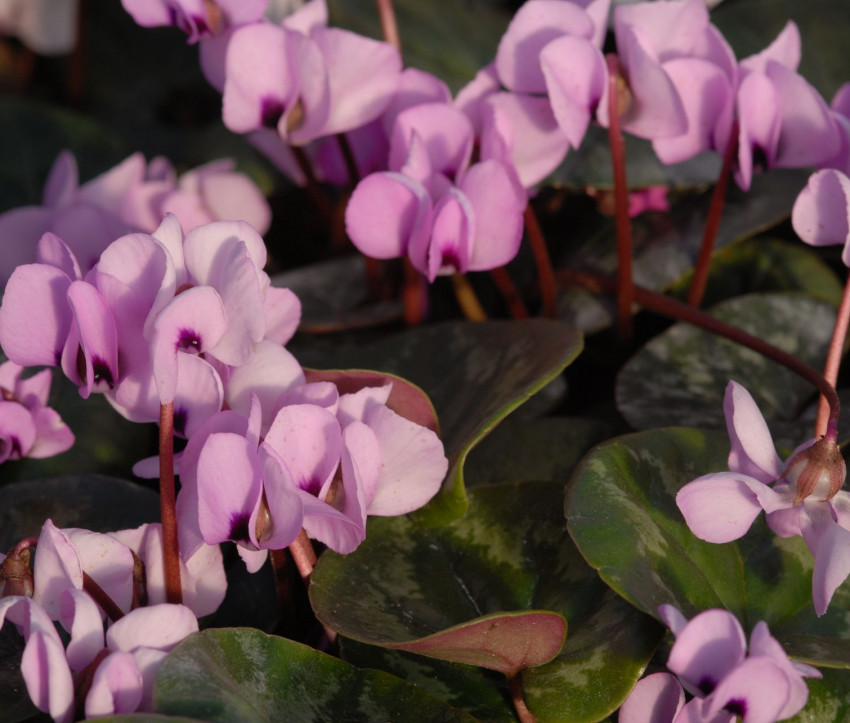 Cyclamen coum