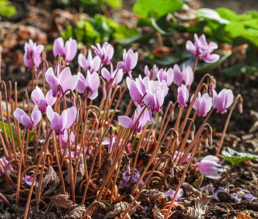 Cyclamen hederifolium