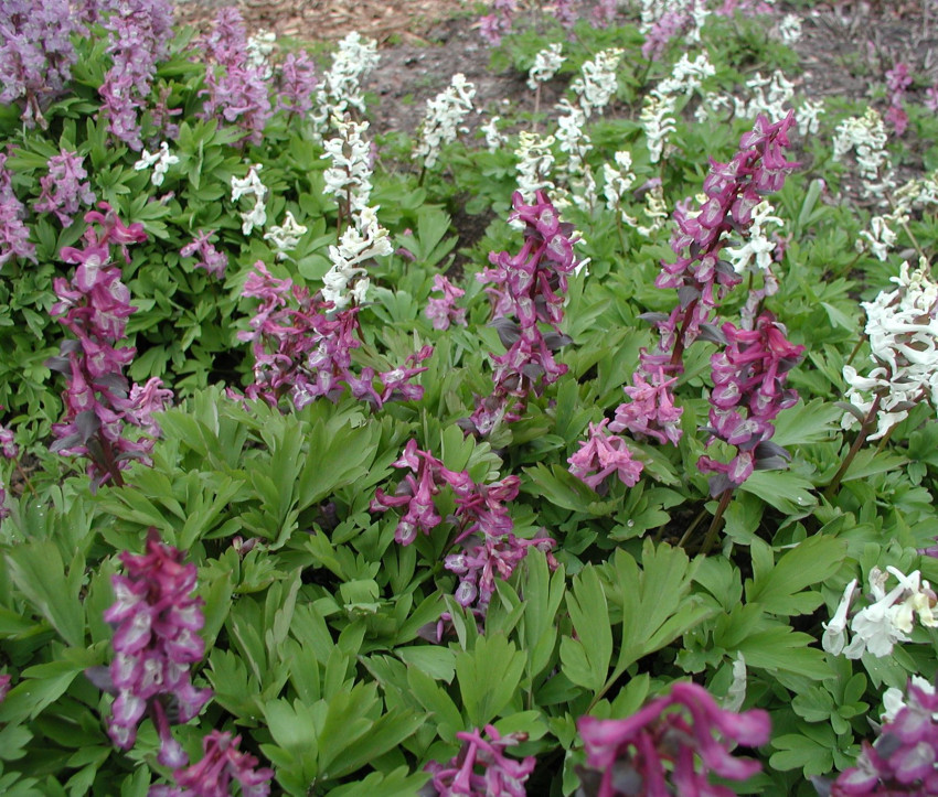 Corydalis cava