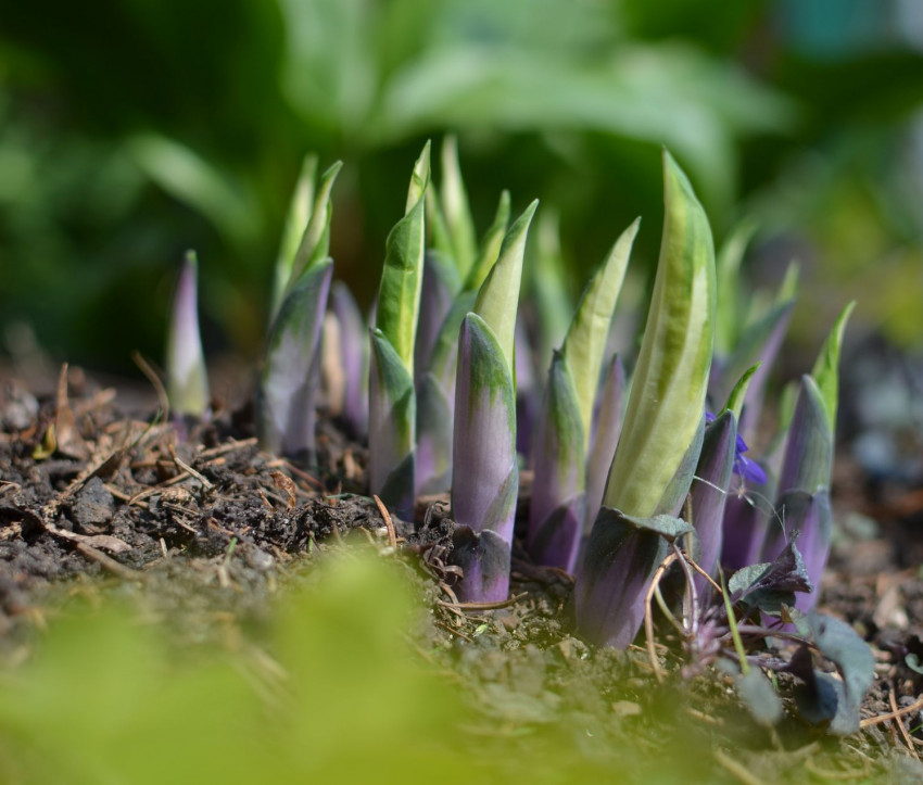 Hosta Austrieb