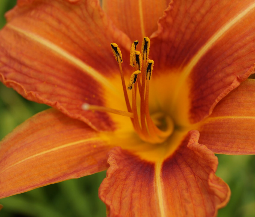 Hemerocallis fulva