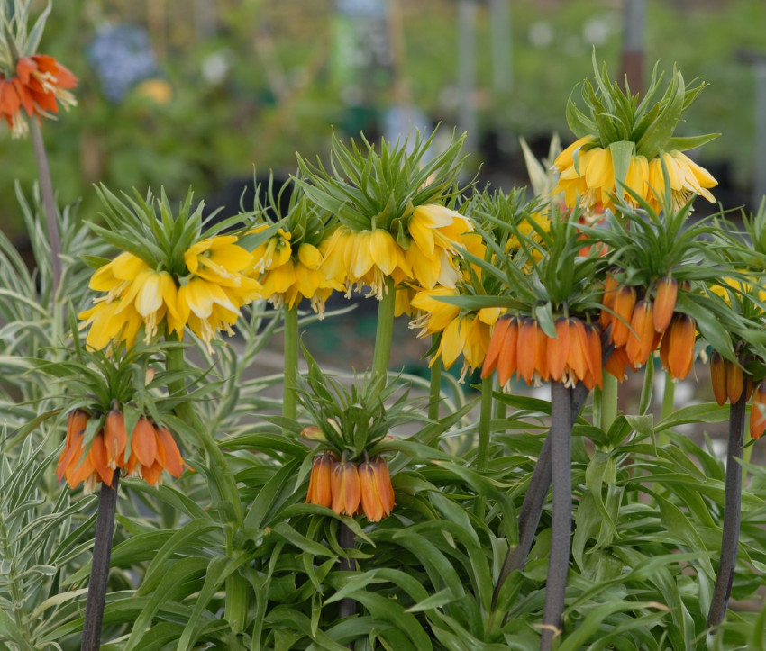 Fritillaria imperialis ‘Garland Star’ & ‘Lutea Maxima’