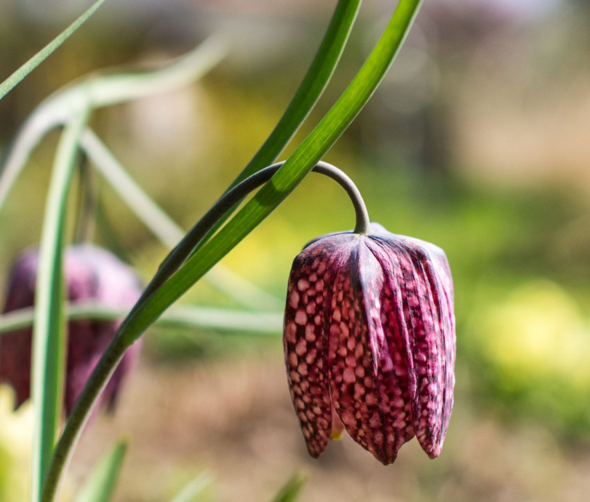 Fritillaria meleagris