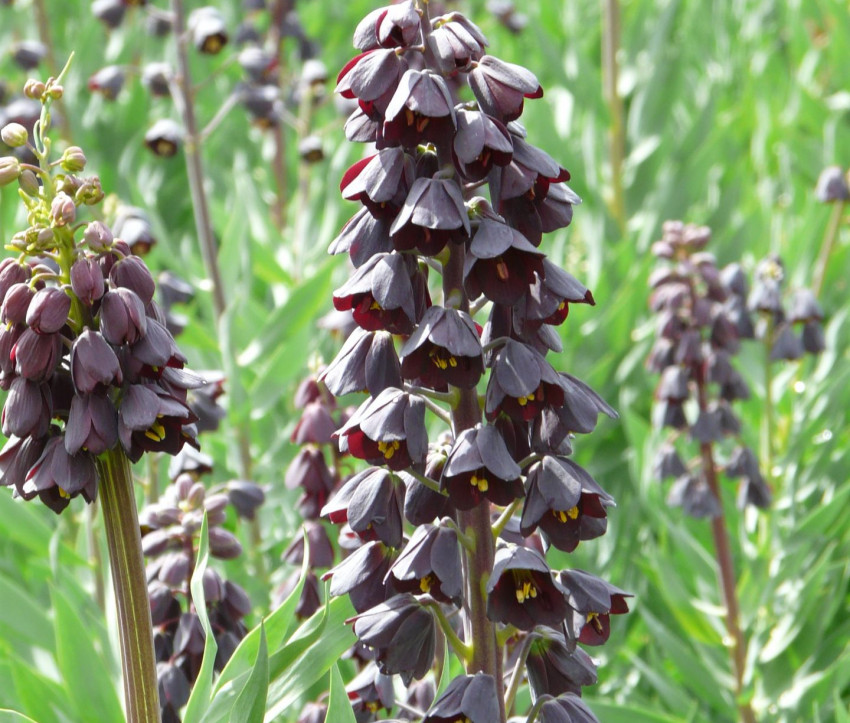 Fritillaria persica