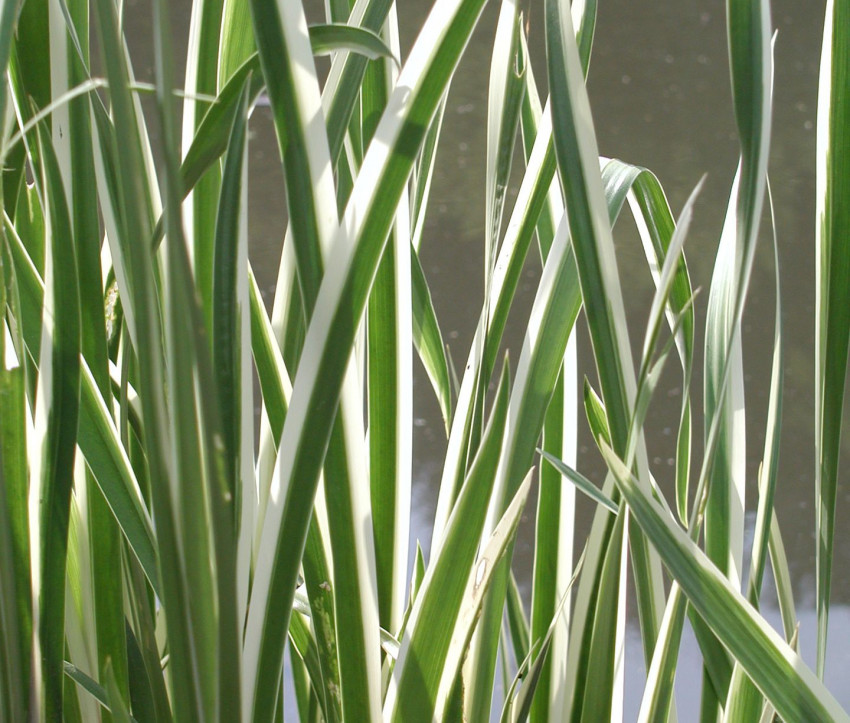 A. calamus ‘Variegatus’