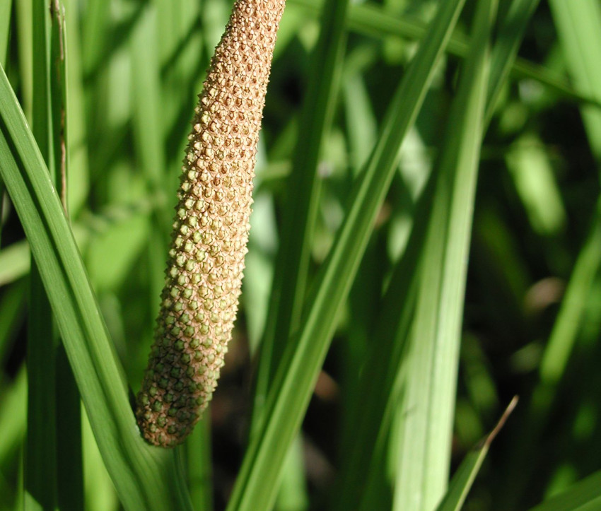 Acorus calamus