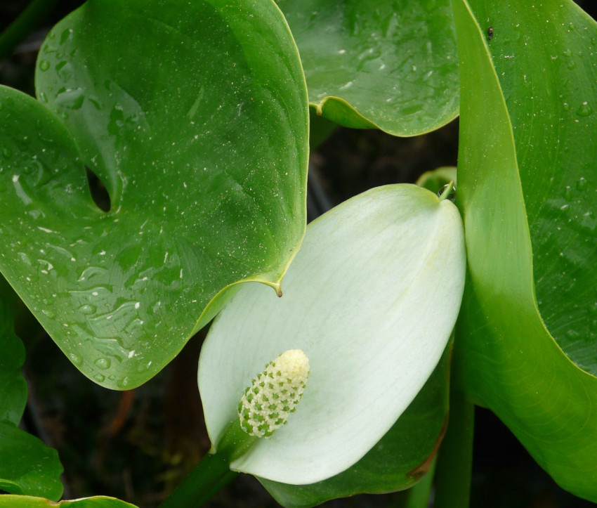 Calla palustris