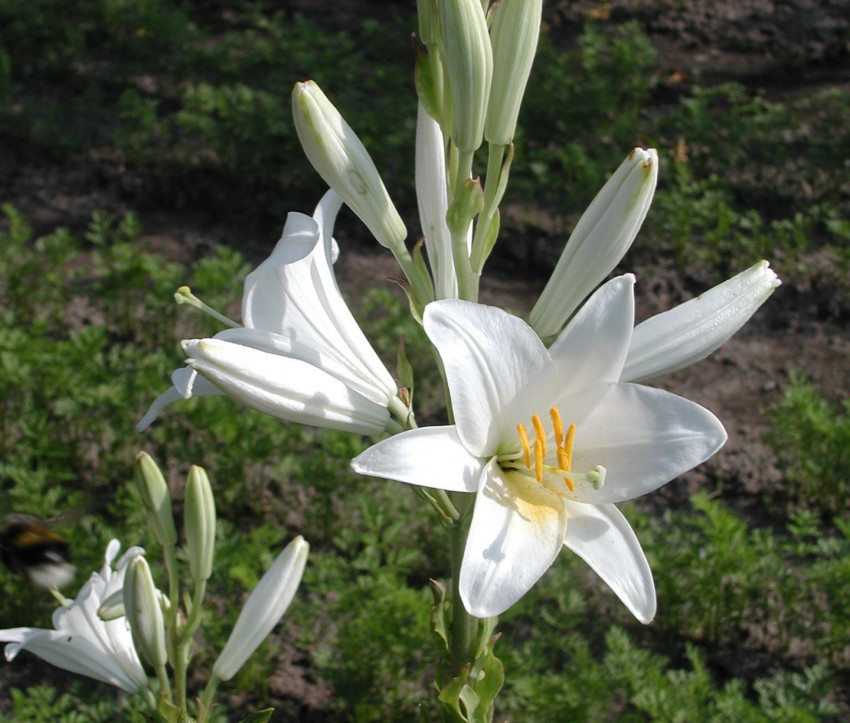 Lilium candidum