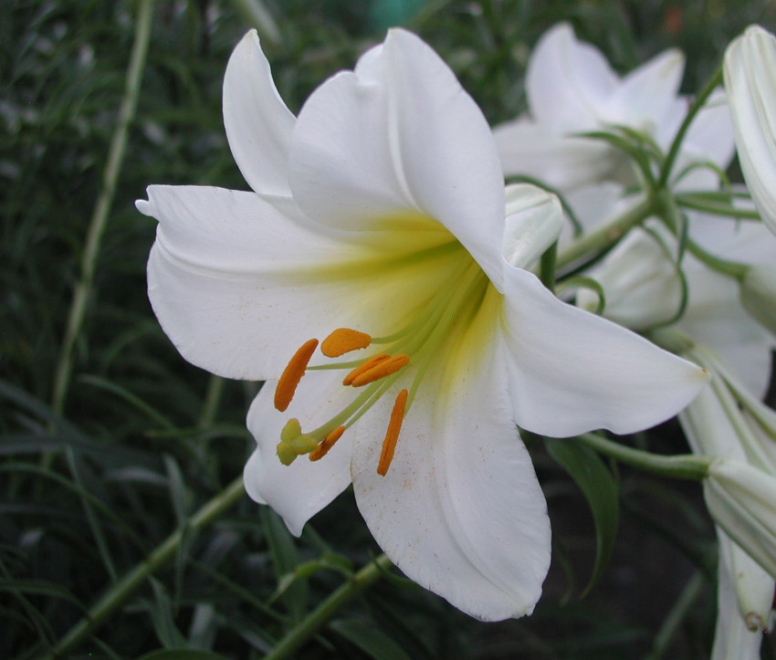 Lilium regale ‘Album’