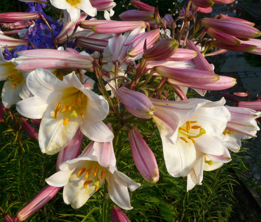 Lilium regale 