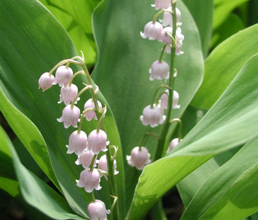 Convallaria majalis ‘Rosea’