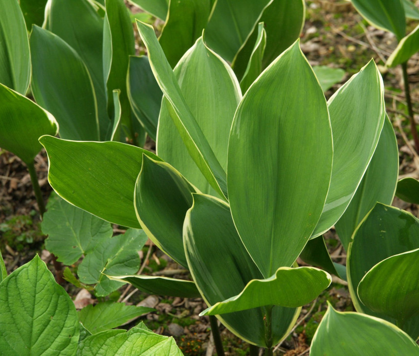 Convallaria majalis ‘Silberconfolis’