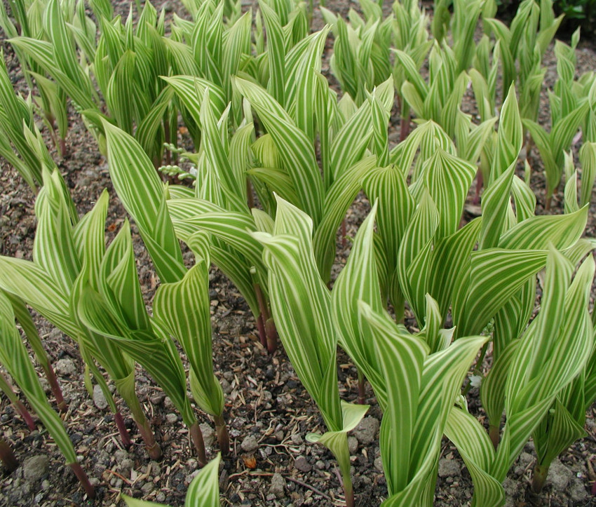 Convallaria majalis ‘Striata’