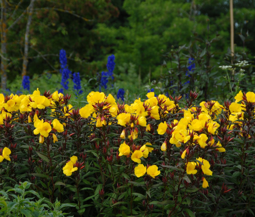 Oenothera tetragona ‘Sonnenwende’