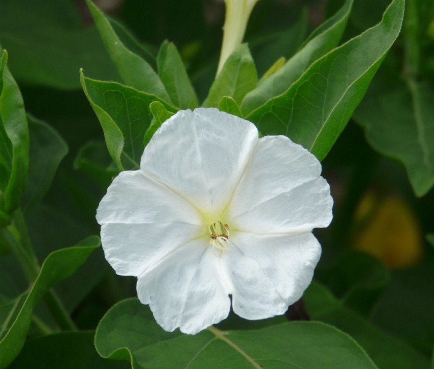 Mirabilis jalapa ‘Alba’