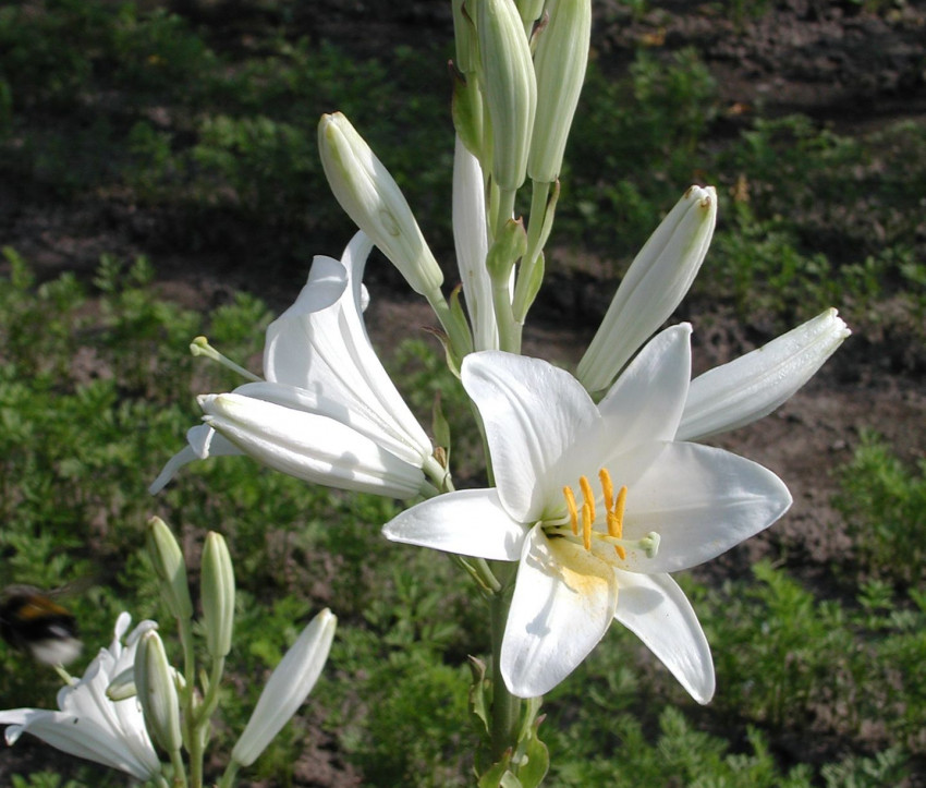 Lilium candidum