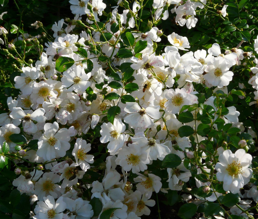 Rosa ‘Sternenflor’