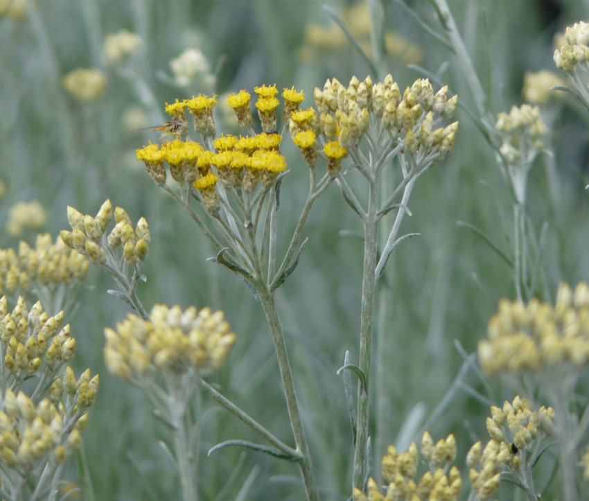 Helichrysum ital. ‘Silbernadel’